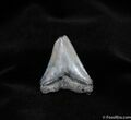 Baby Megalodon Tooth - Inches #147-1